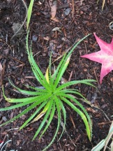 Eryngium aff. latifolium